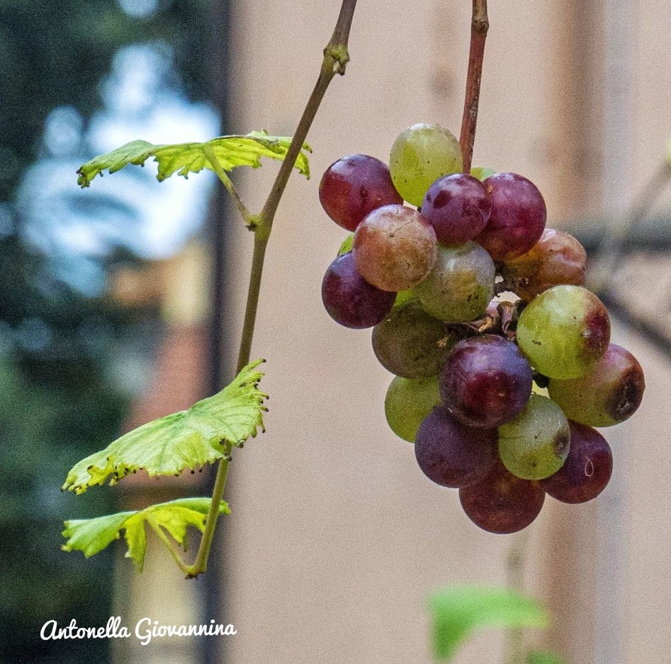 DOLCEACQUA & WINE TASTING – La patria del vino Rossese e dell’amato ponte di Monet. · 7