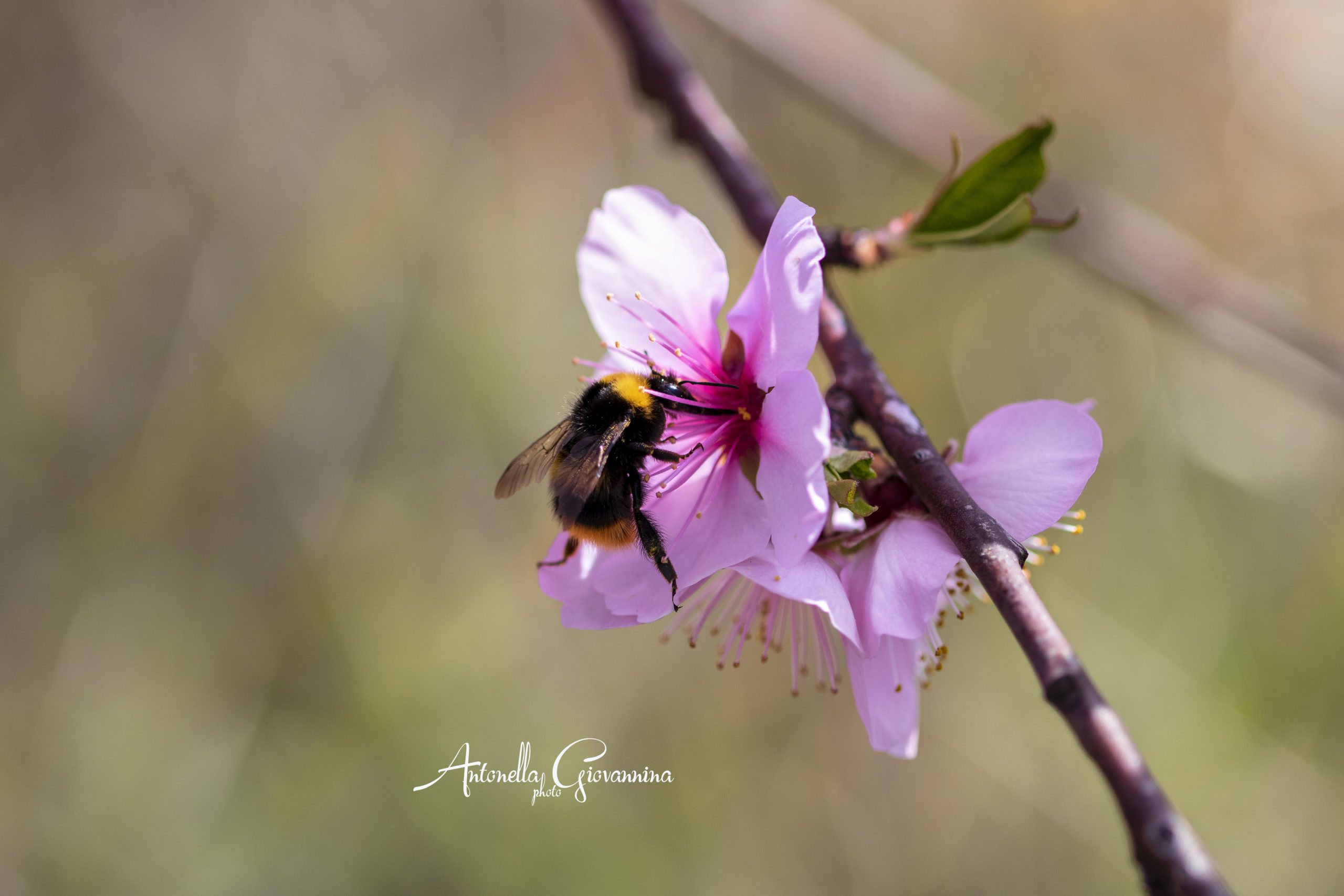 BELLEZZA MEDITERRANEA – Un’esperienza sensoriale attraverso cultura, Natura e bellezza. Scoprite i segreti della bellezza mediterranea. · 1